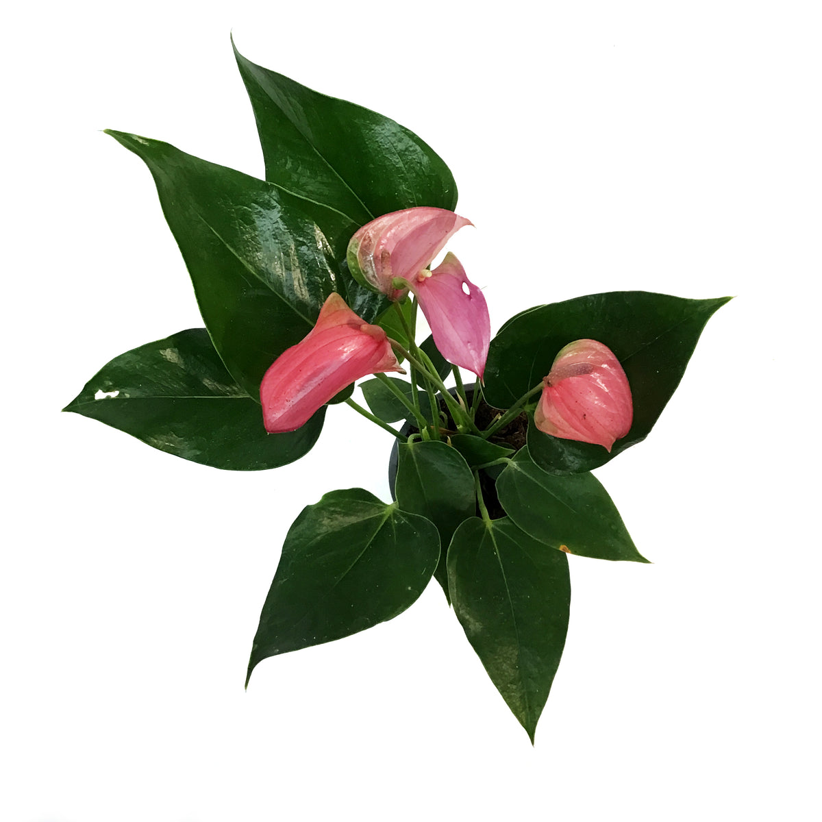 Anthurium, 4in, Joli Lila