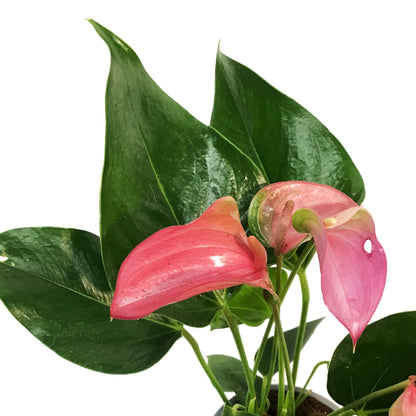 Anthurium, 4in, Joli Lila