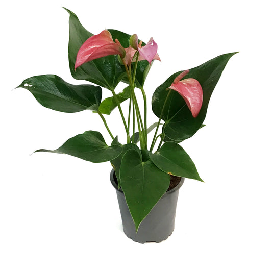 Anthurium, 4in, Pink