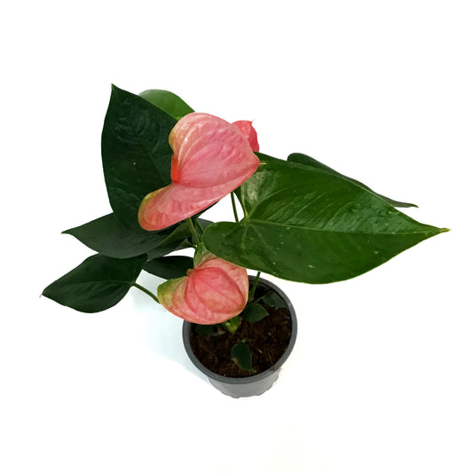 Anthurium, 4in, Pink