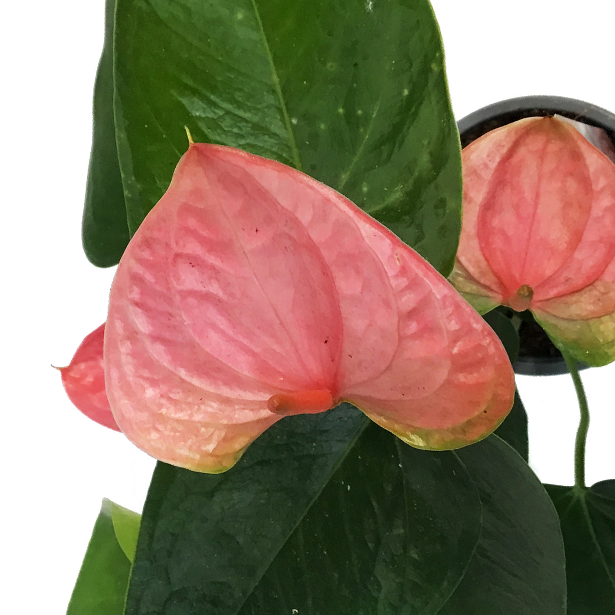 Anthurium, 4in, Pink