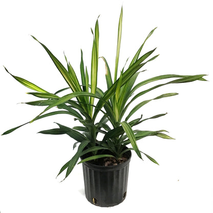 Dracaena, 10in, Ricki 2pp