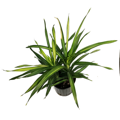 Dracaena, 10in, Ricki 2pp