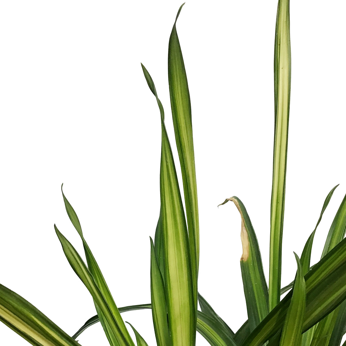 Dracaena, 10in, Ricki 2pp