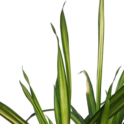 Dracaena, 10in, Ricki 2pp
