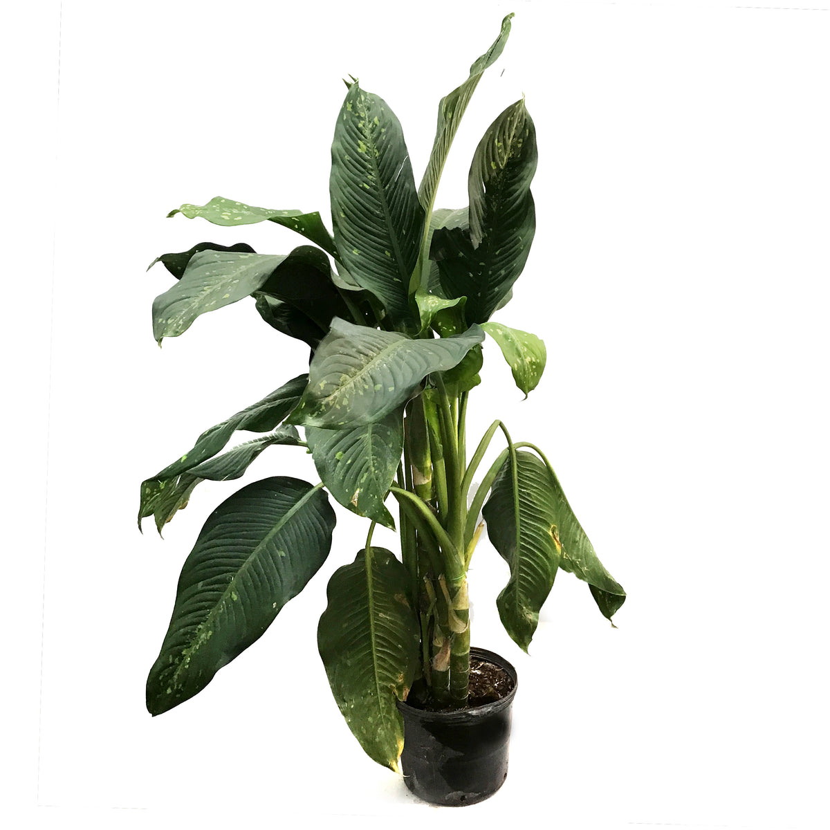 Dieffenbachia, 14in, Cougar