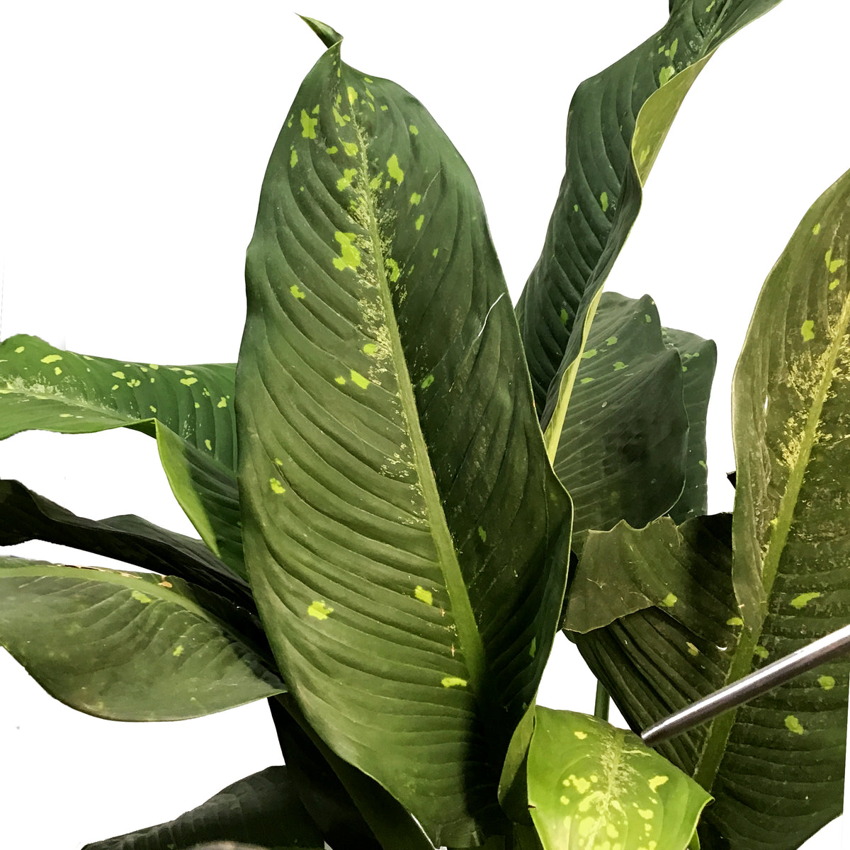 Dieffenbachia, 14in, Cougar