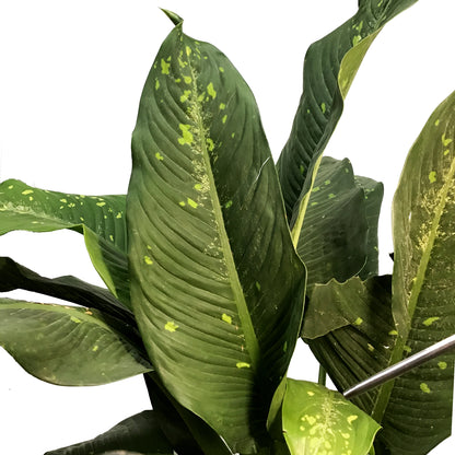 Dieffenbachia, 14in, Cougar