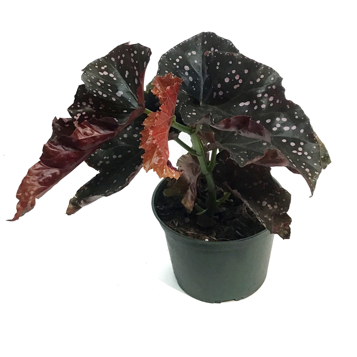 Begonia, 6in, Crackling Rosie