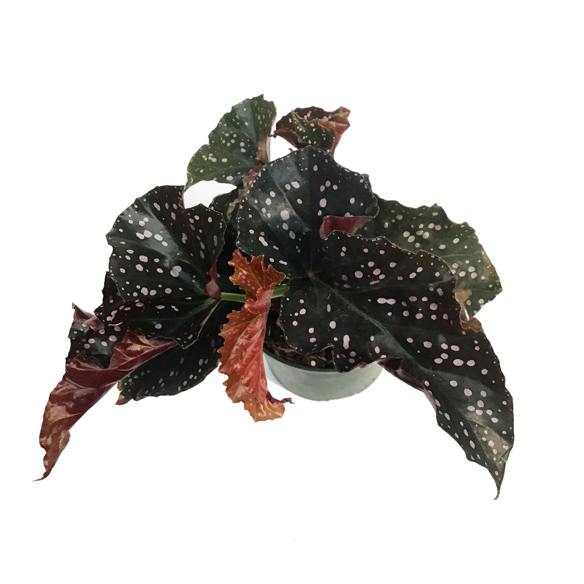 Begonia, 6in, Crackling Rosie