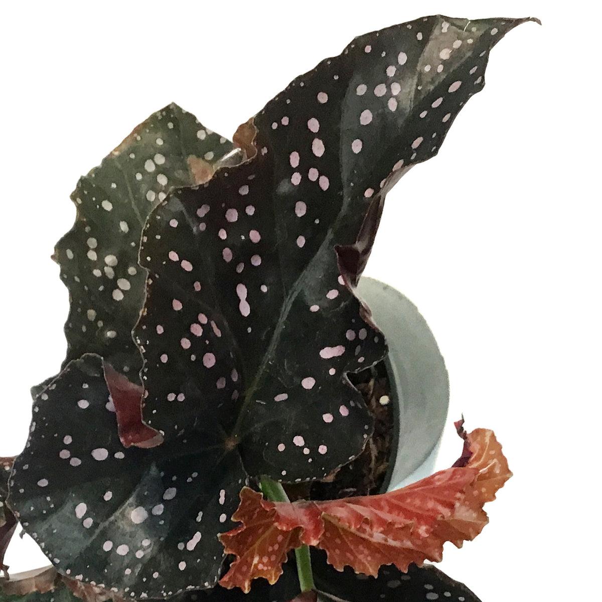 Begonia, 6in, Crackling Rosie