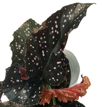 Load image into Gallery viewer, Begonia, 6in, Crackling Rosie
