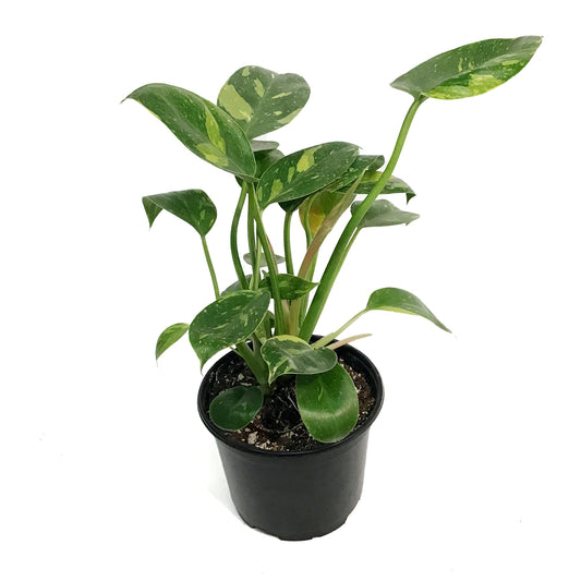 Philodendron, 6in, Green Congo Nuclear