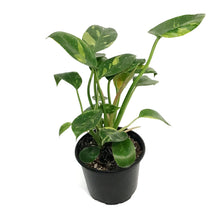 Load image into Gallery viewer, Philodendron, 6in, Green Congo Nuclear
