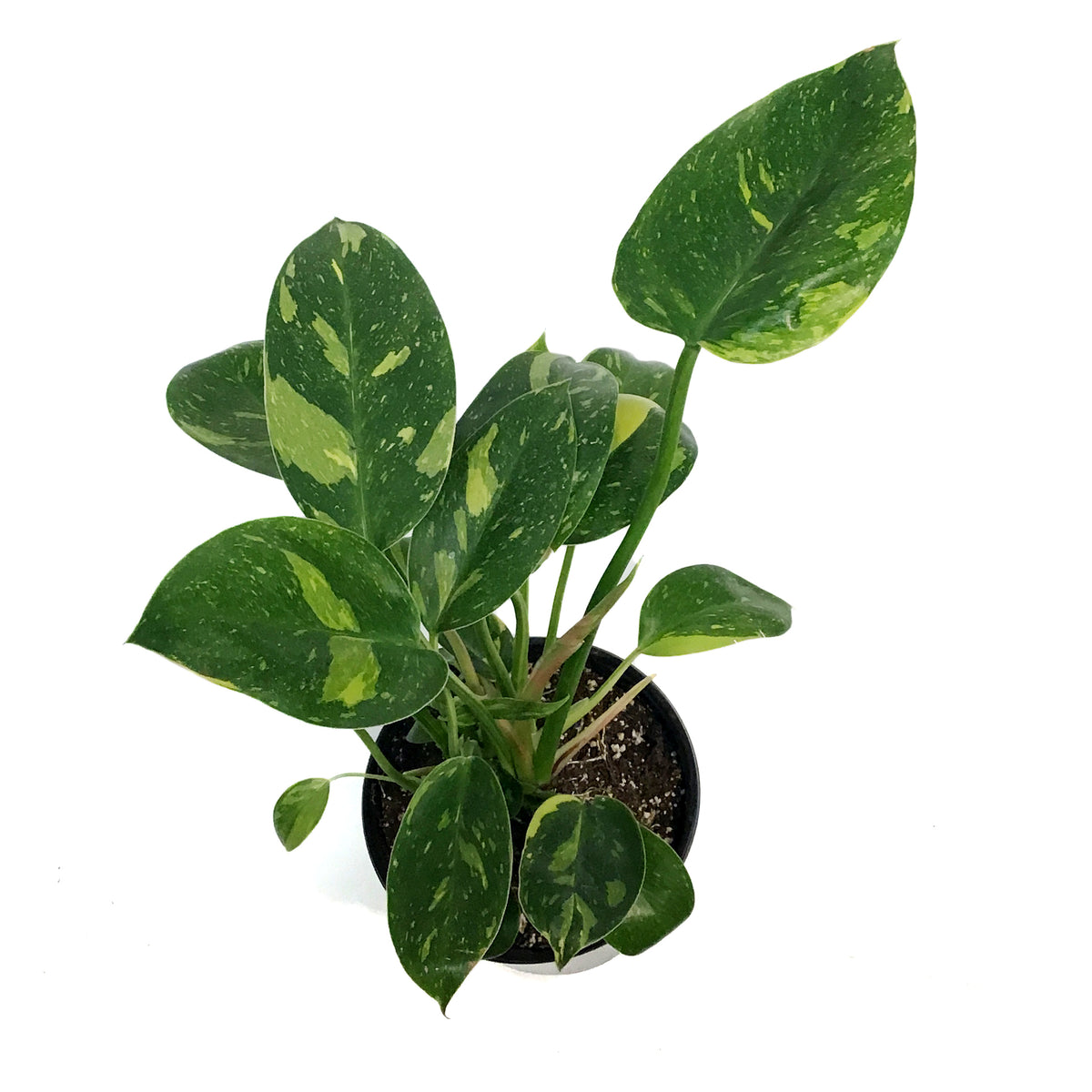 Philodendron, 6in, Green Congo Nuclear