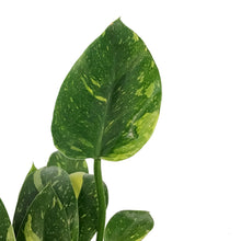 Load image into Gallery viewer, Philodendron, 6in, Green Congo Nuclear
