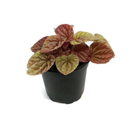 Peperomia, 4in , Quito