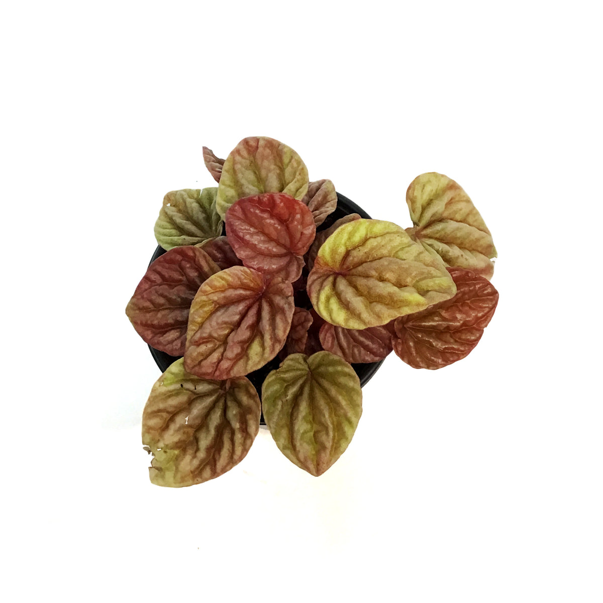 Peperomia, 4in , Quito