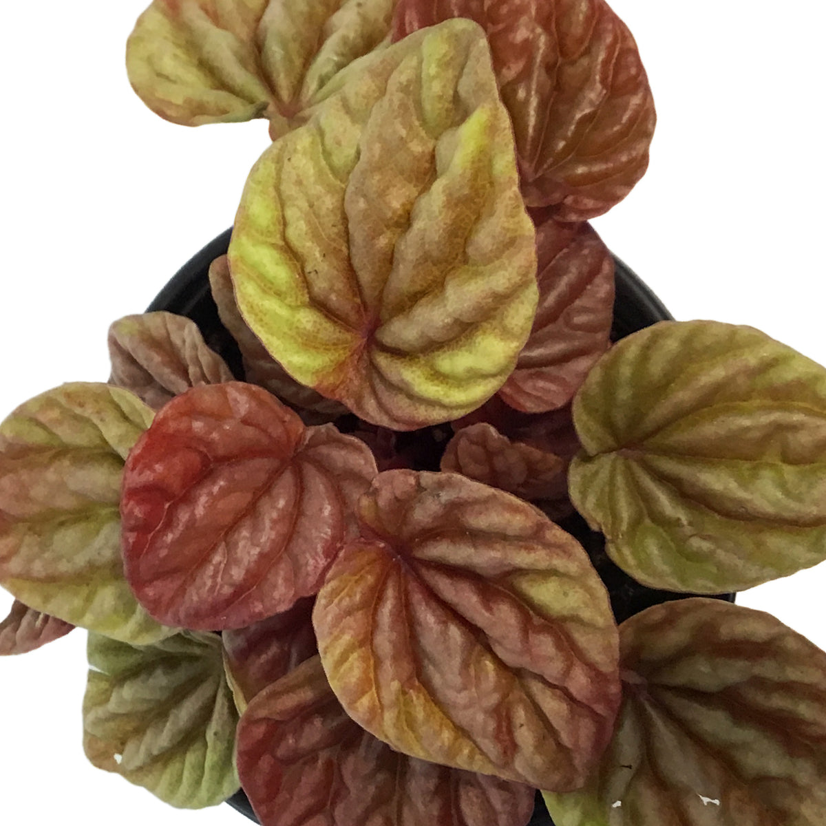 Peperomia, 4in , Quito