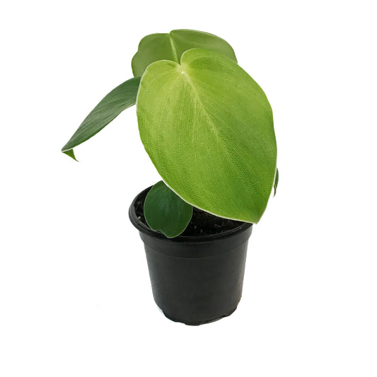 Philodendron, 4in, Rugosum