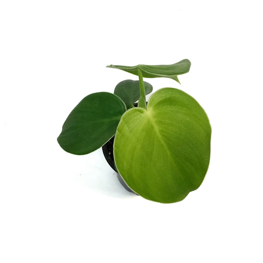 Philodendron, 4in, Rugosum