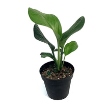 Load image into Gallery viewer, Monstera, 4in, Pinnapartita
