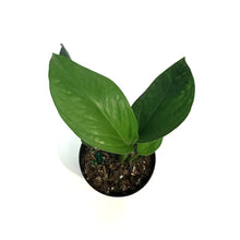 Load image into Gallery viewer, Monstera, 4in, Pinnapartita
