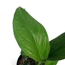 Load image into Gallery viewer, Monstera, 4in, Pinnapartita
