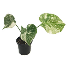 Load image into Gallery viewer, Monstera, 4in, Creme Brulee
