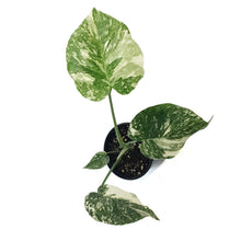 Load image into Gallery viewer, Monstera, 4in, Creme Brulee
