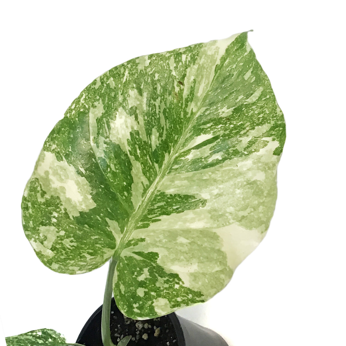 Monstera, 4in, Creme Brulee