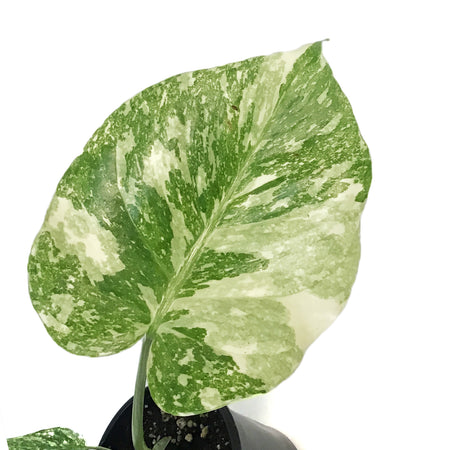 Monstera, 4in, Creme Brulee