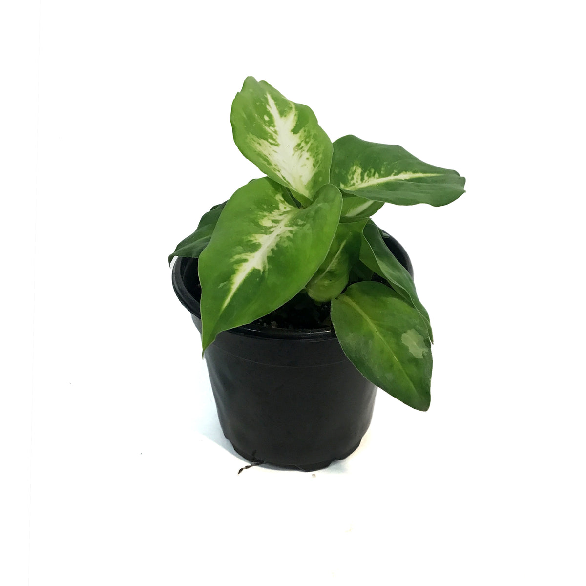Dieffenbachia, 4in, Marsha