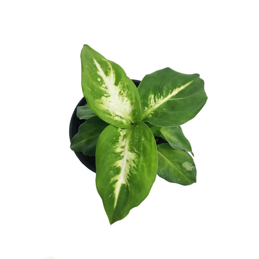 Dieffenbachia, 4in, Marsha
