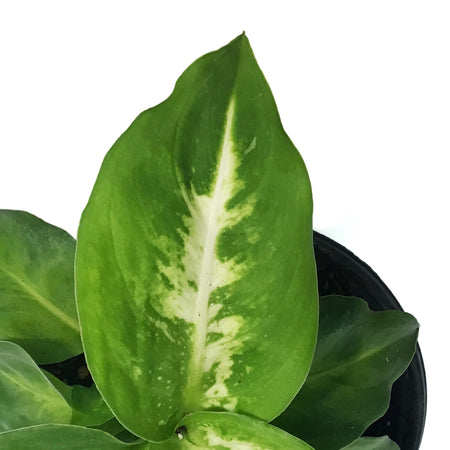 Dieffenbachia, 4in, Marsha