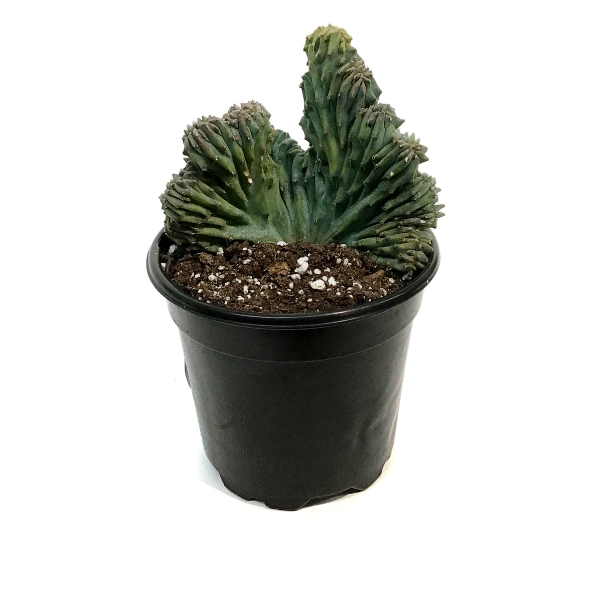 4in Cereus Geometrizans