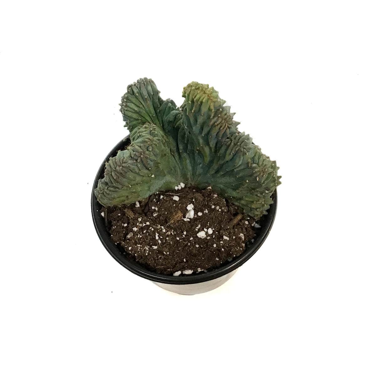 4in Cereus Geometrizans