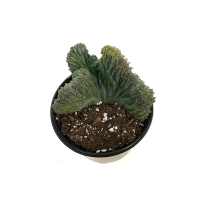 4in Cereus Geometrizans