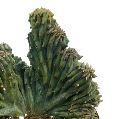 4in Cereus Geometrizans