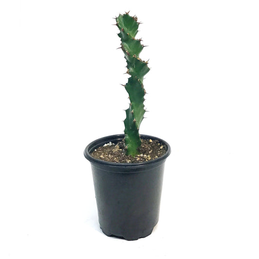 Euphorbia, 4in, Tortirama
