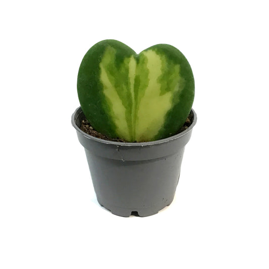 Hoya, 2.5in, Kerrii Heart Flame