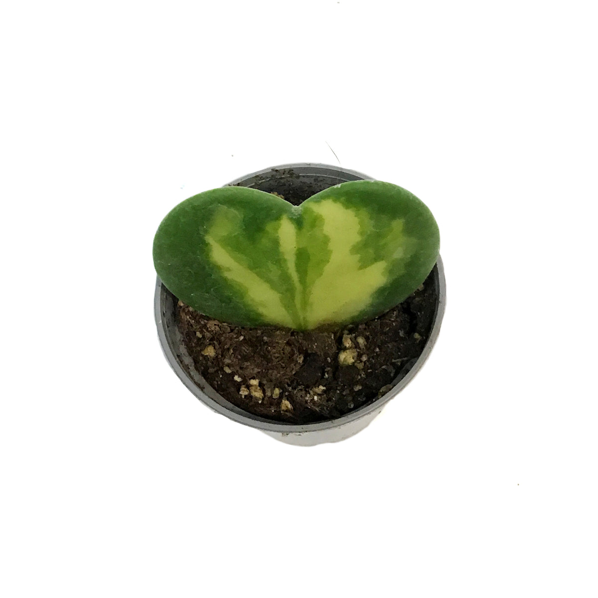 Hoya, 2.5in, Kerrii Heart Flame