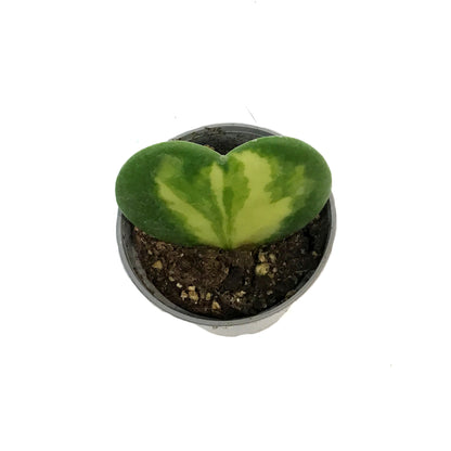 Hoya, 2.5in, Kerrii Heart Flame
