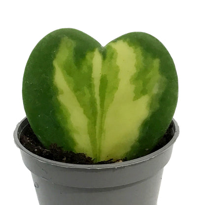 Hoya, 2.5in, Kerrii Heart Flame
