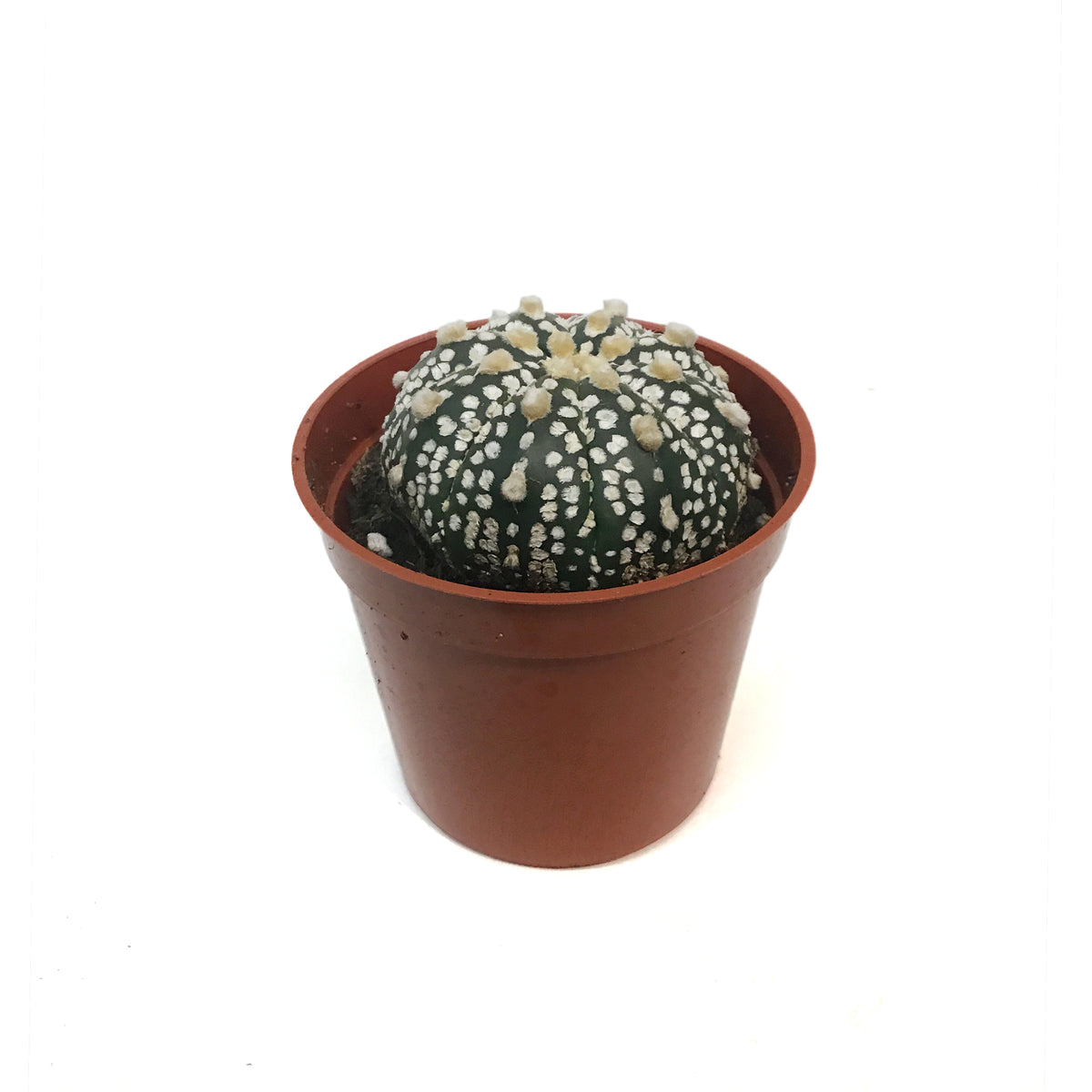 Cactus, 2.5in Astrphytum Myriostigma