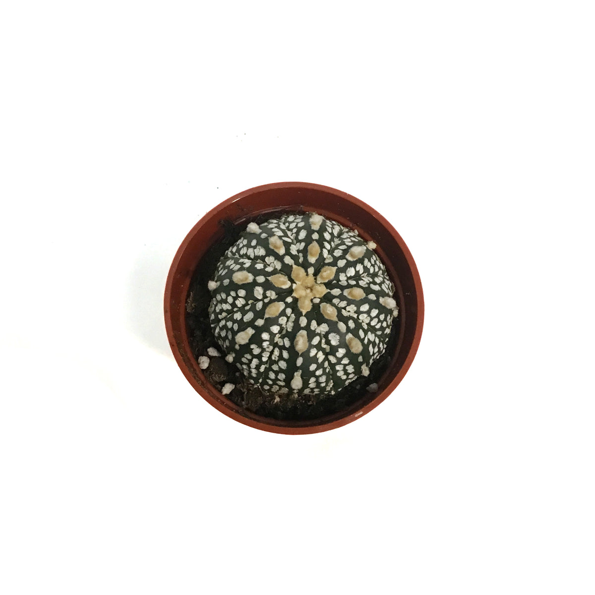 Cactus, 2.5in Astrphytum Myriostigma