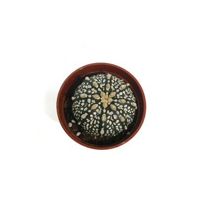 Cactus, 2.5in Astrphytum Myriostigma