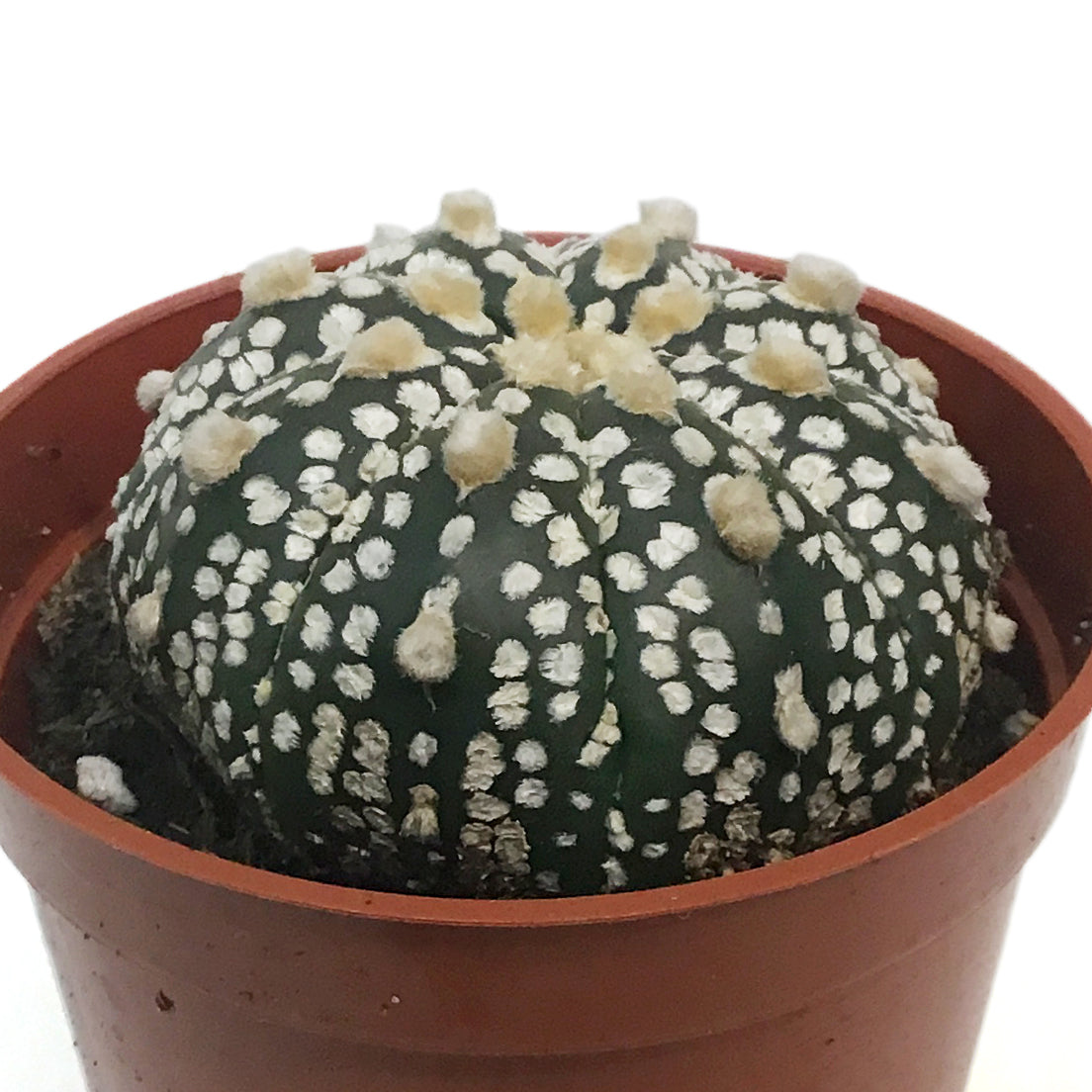 Cactus, 2.5in Astrphytum Myriostigma