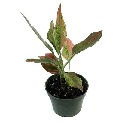 Aglaonema, 4in, Red Rain