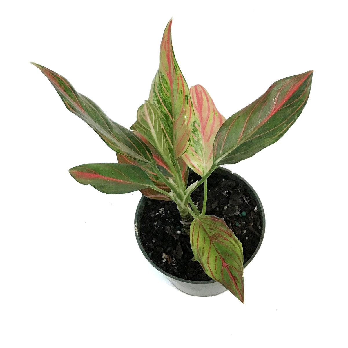 Aglaonema, 4in, Red Rain